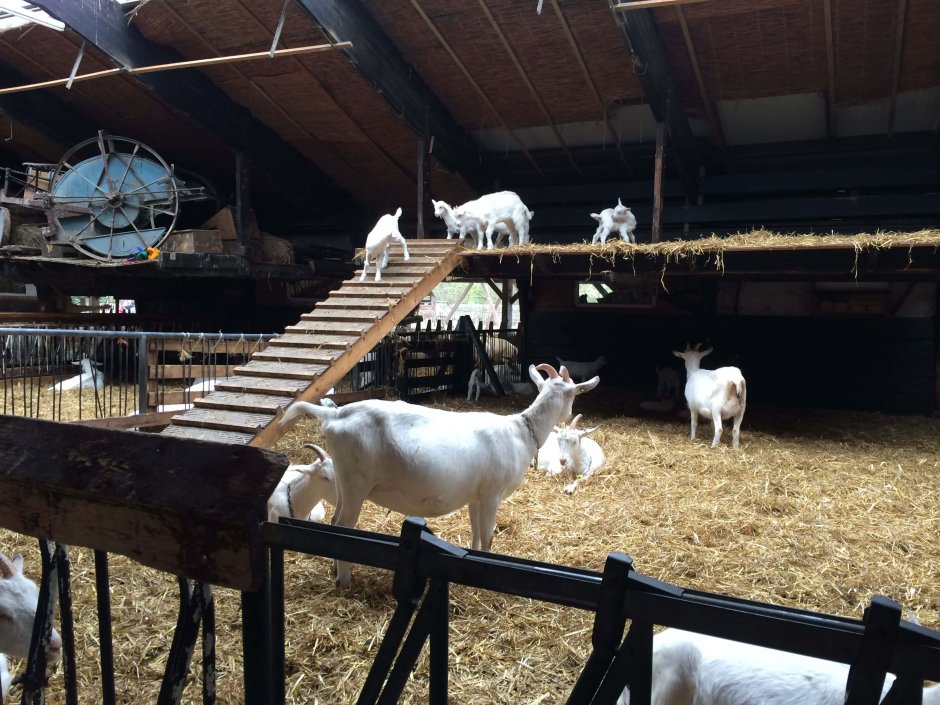 Фермы с животными Севастополь