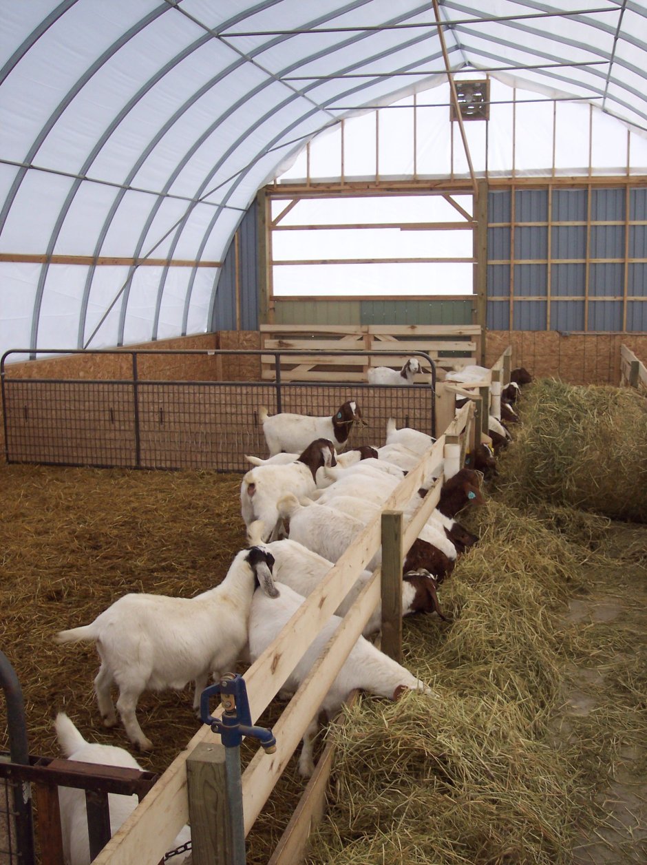 Игры ферма Курочка