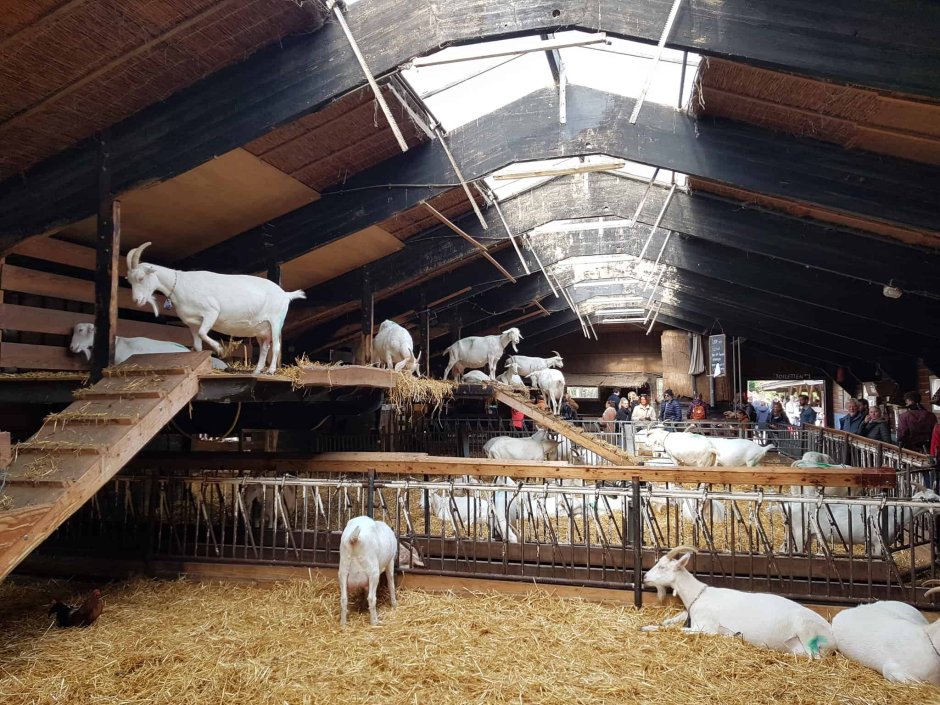 Козья ферма Амбар