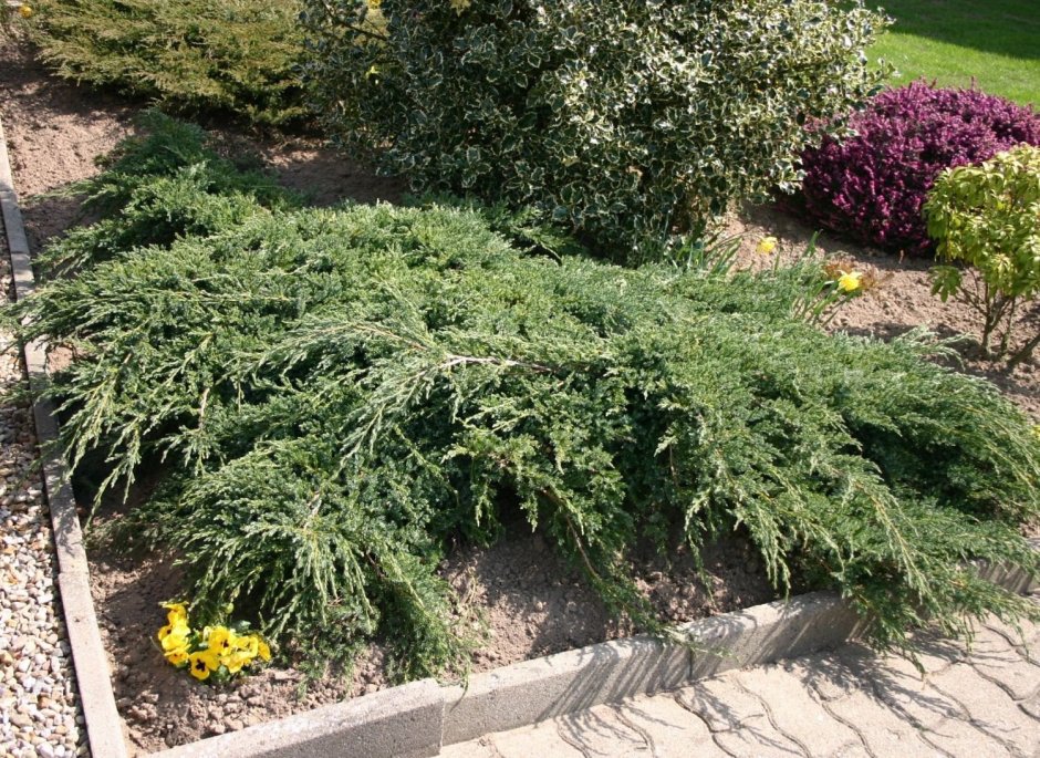 Juniperus communis Lemon Carpet