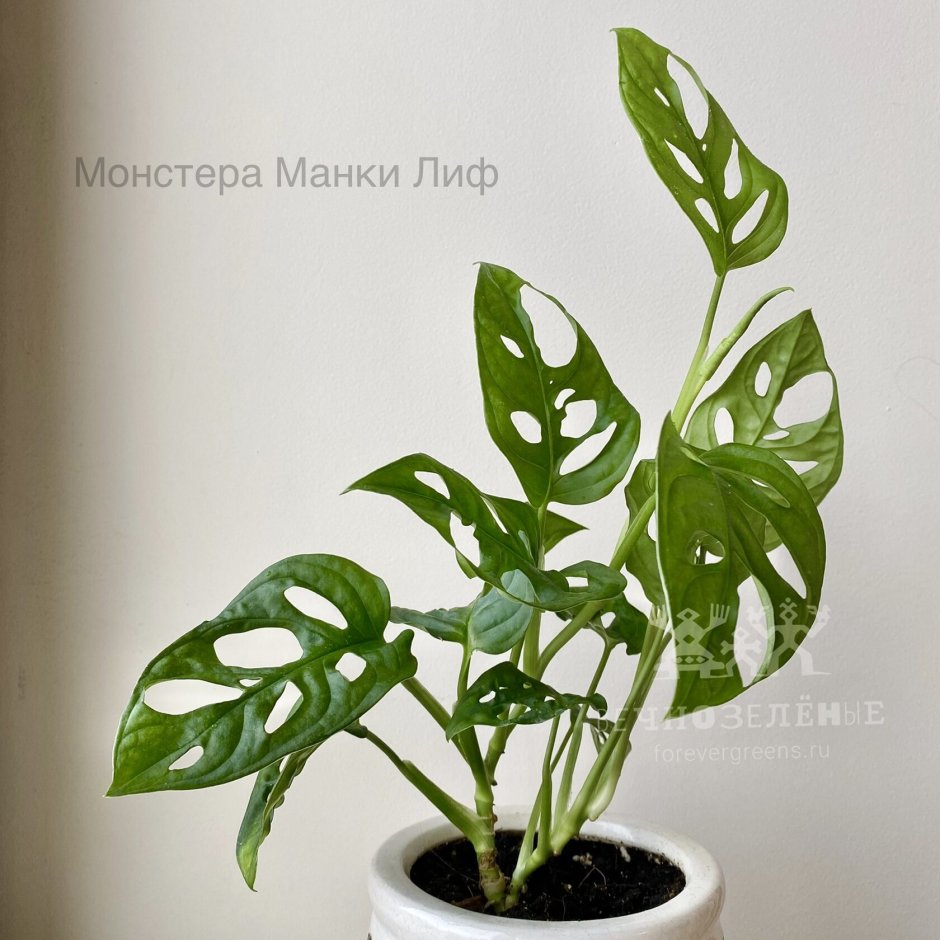 Монстера манки Маск описание