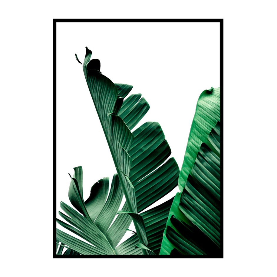 Барельеф тропические листья на стене