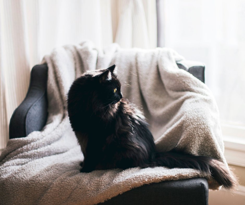 Черный котик Эстетика