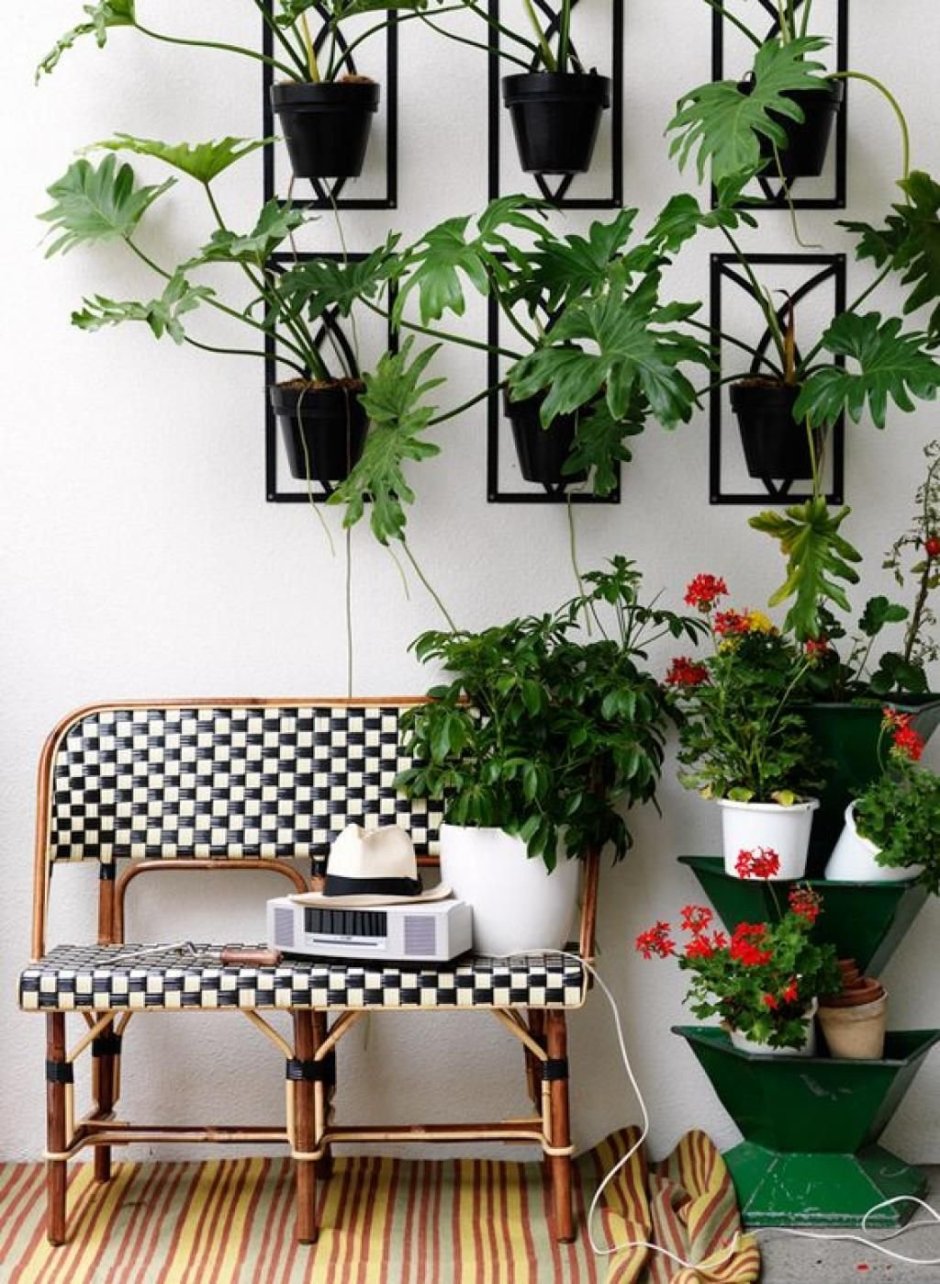 Комнатные растения для зеленых стен