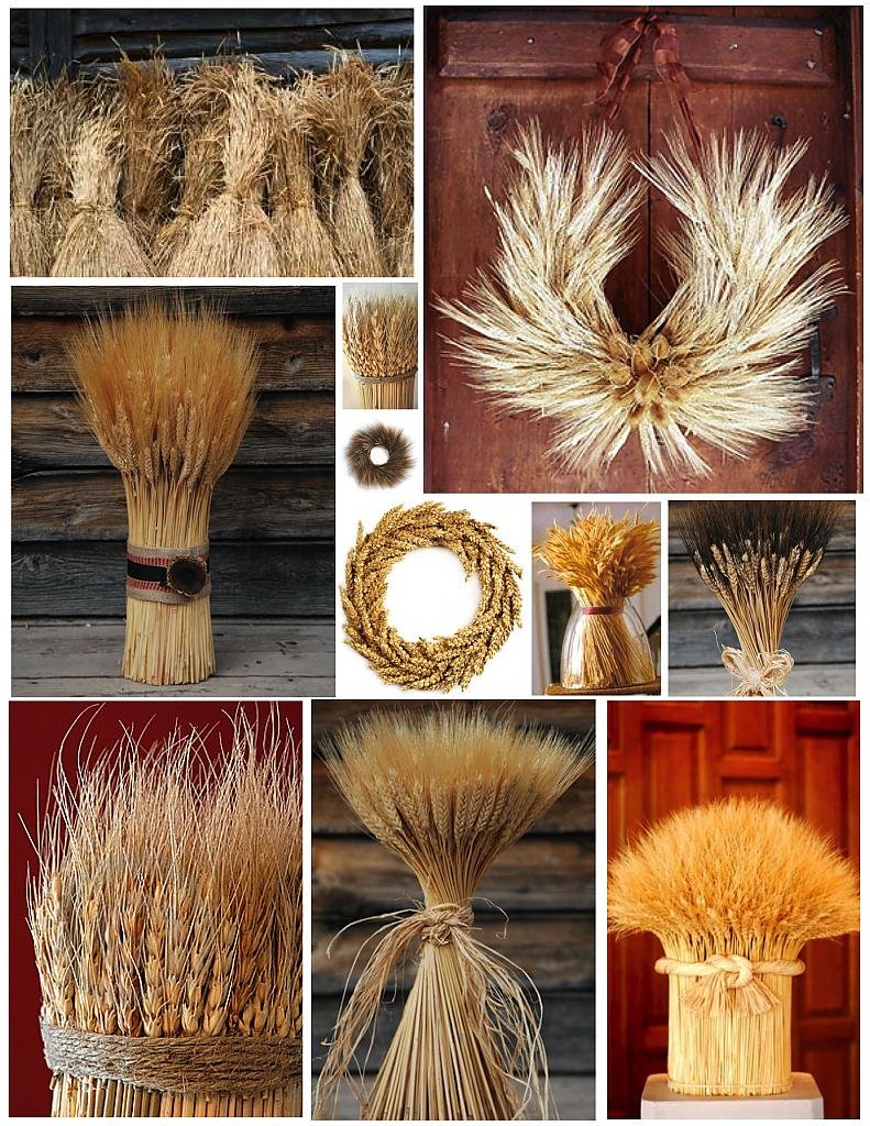 Стебель пшеницы