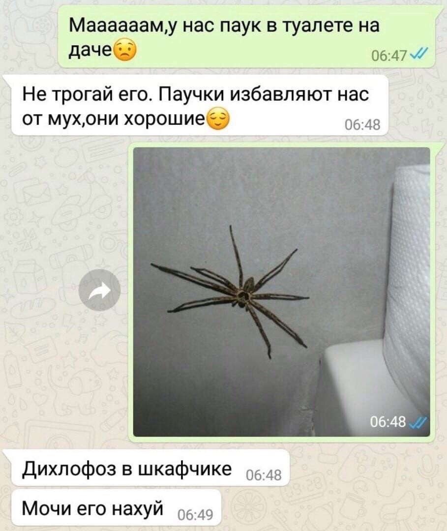 Прыгучие пауки в квартире