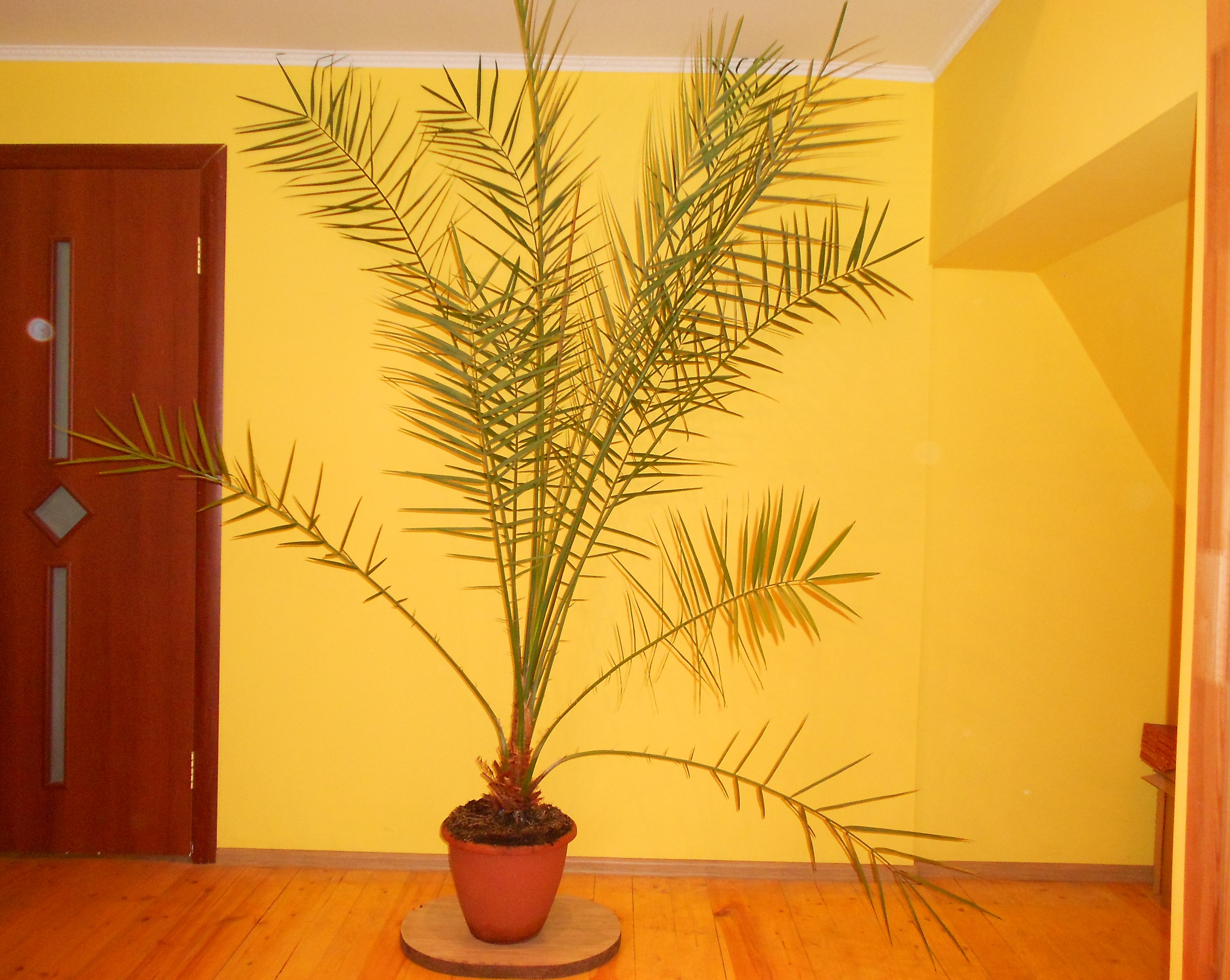 Финиковая Пальма с длинными листьями