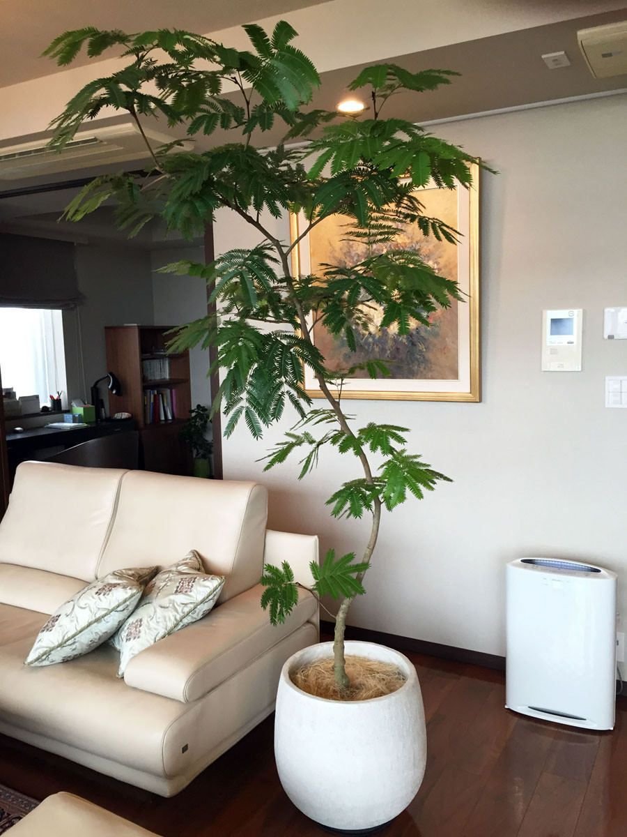 Декоративные деревья для квартиры