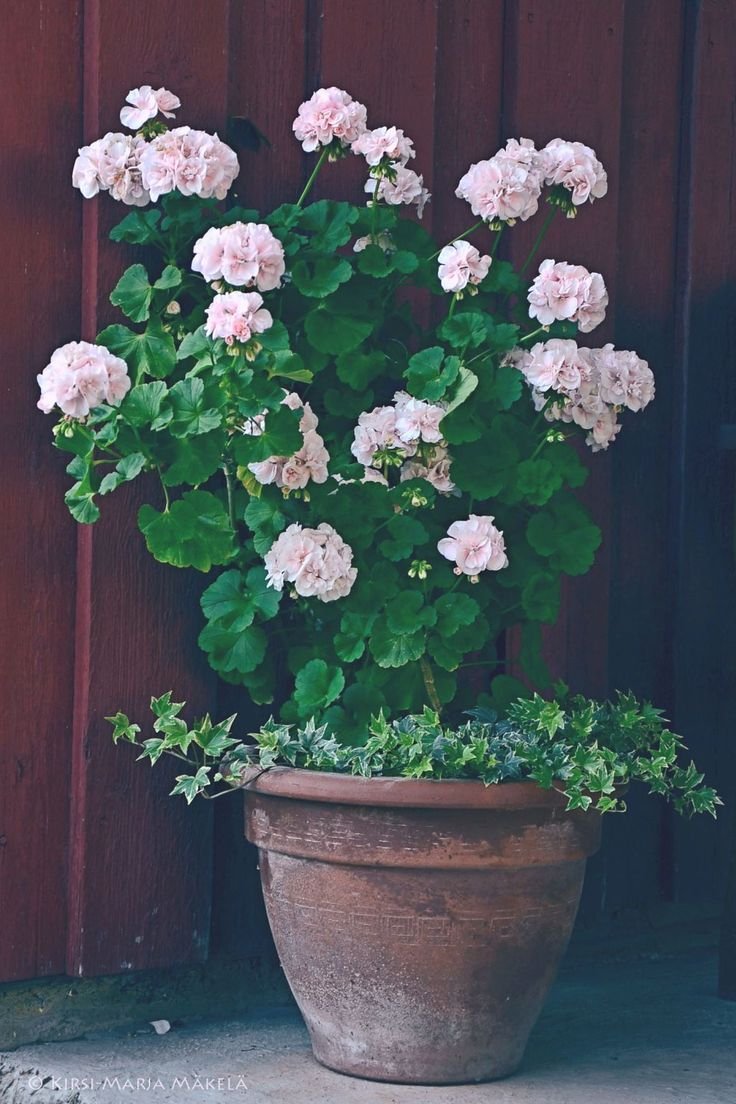 Пеларгония древовидная