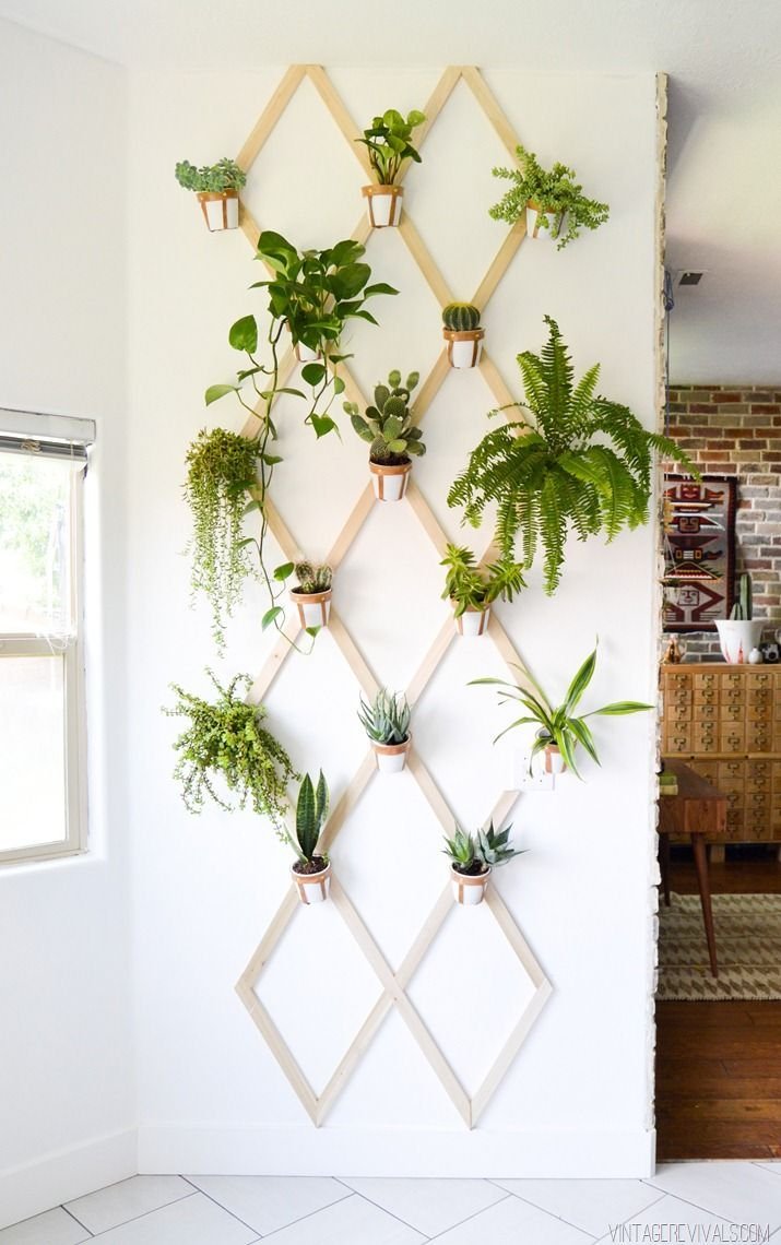 Комнатные растения на стене