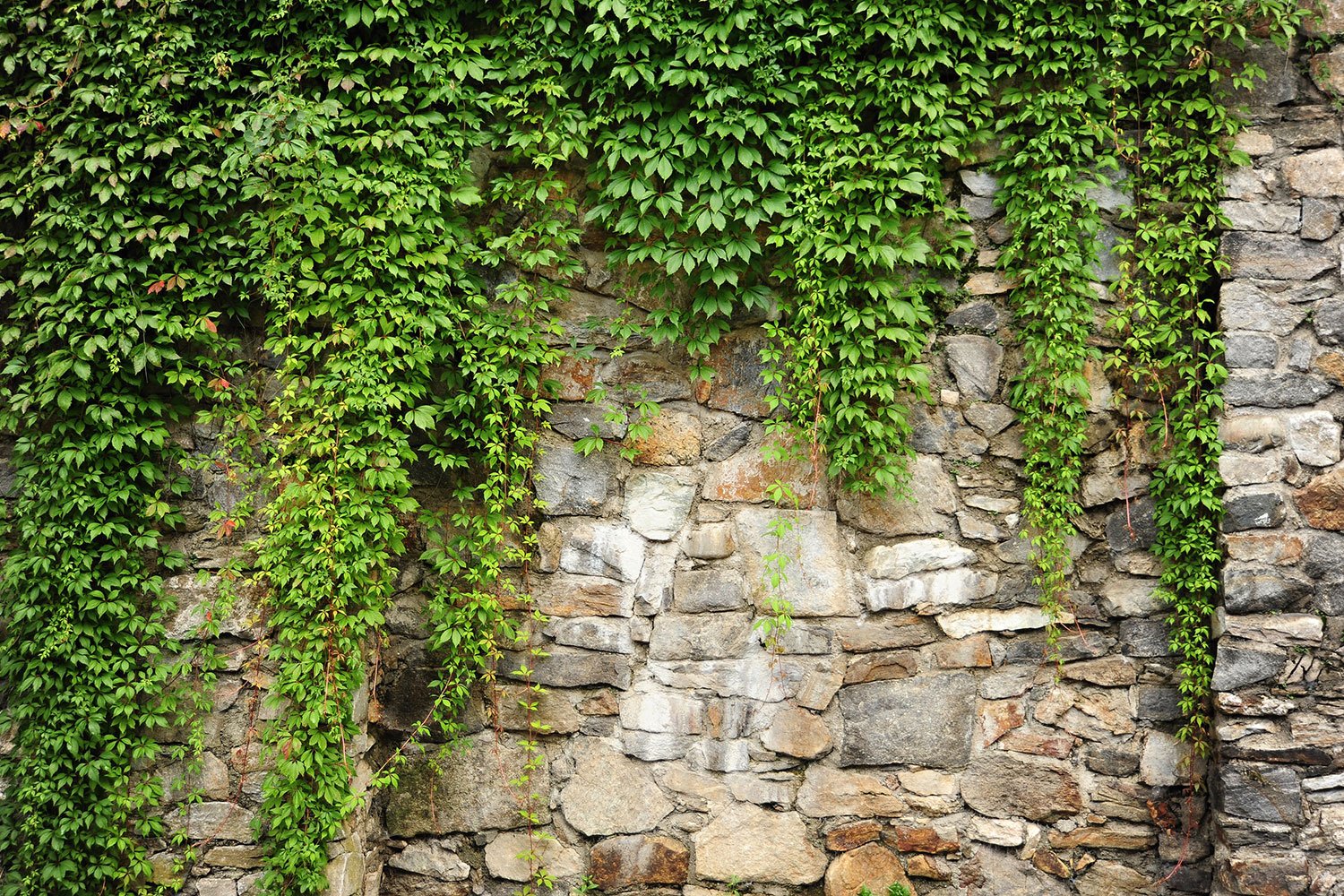 Плющ зеленый Хедера. Плющ Хиберника. Зелень на стене. Кирпичная стена с растениями. Плющ на кухне
