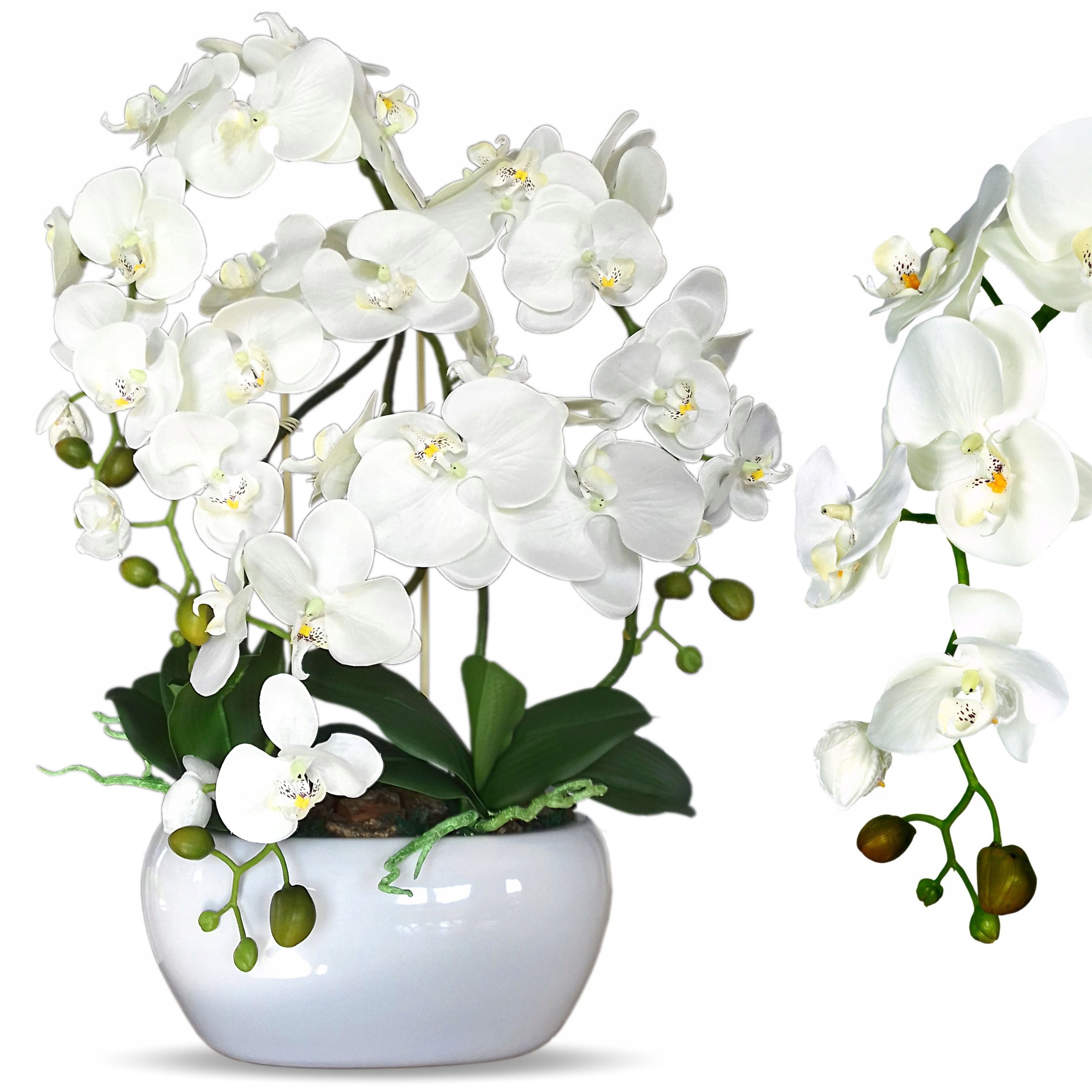 Орхидея белая кустовая