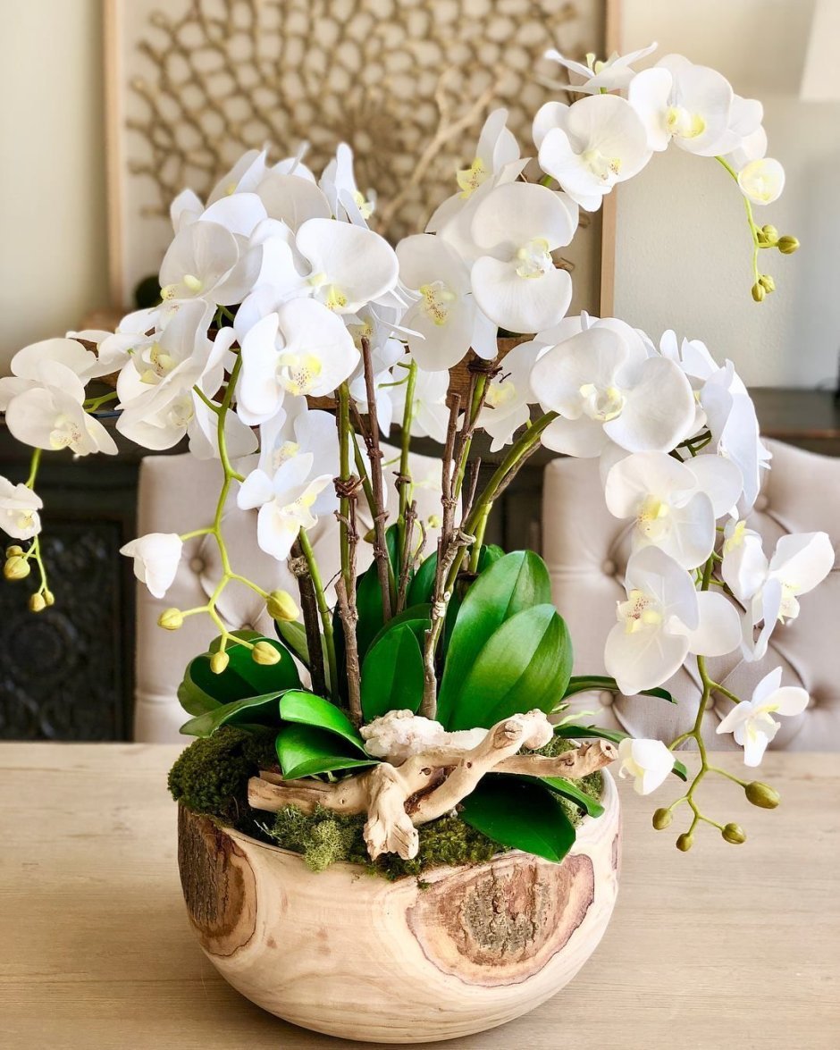 Орхидея фаленопсис Manila