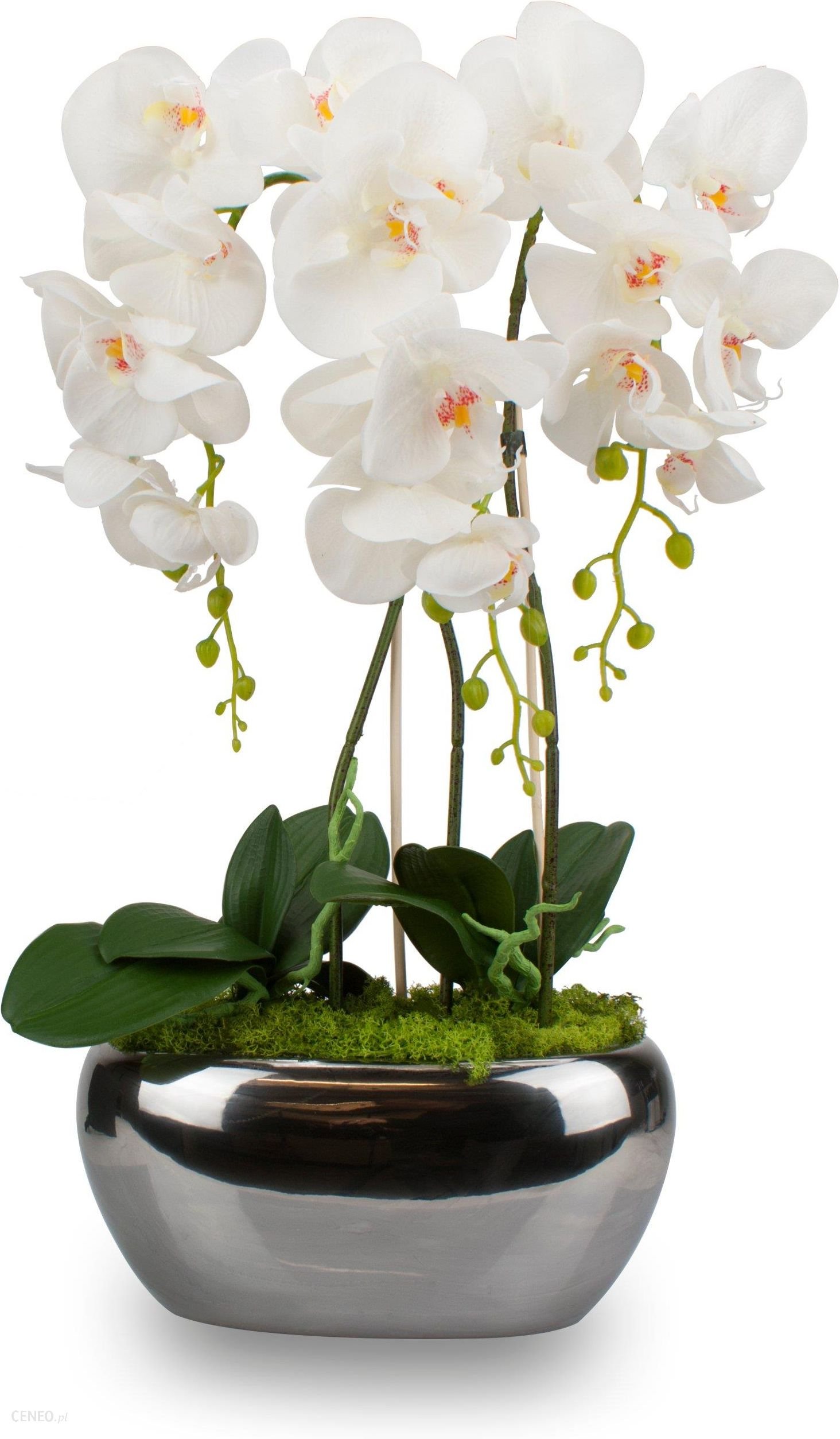 Орхидея в горшке купить в интернет. Орхидея Вольтера. Фаленопсис в горшке. Искусственная Орхидея в горшке.