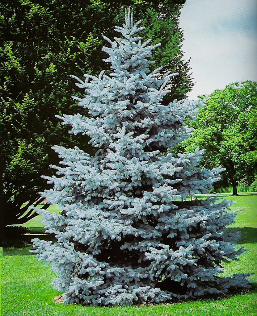 Ель колючая (Picea pungens Majestic c2 30-50)