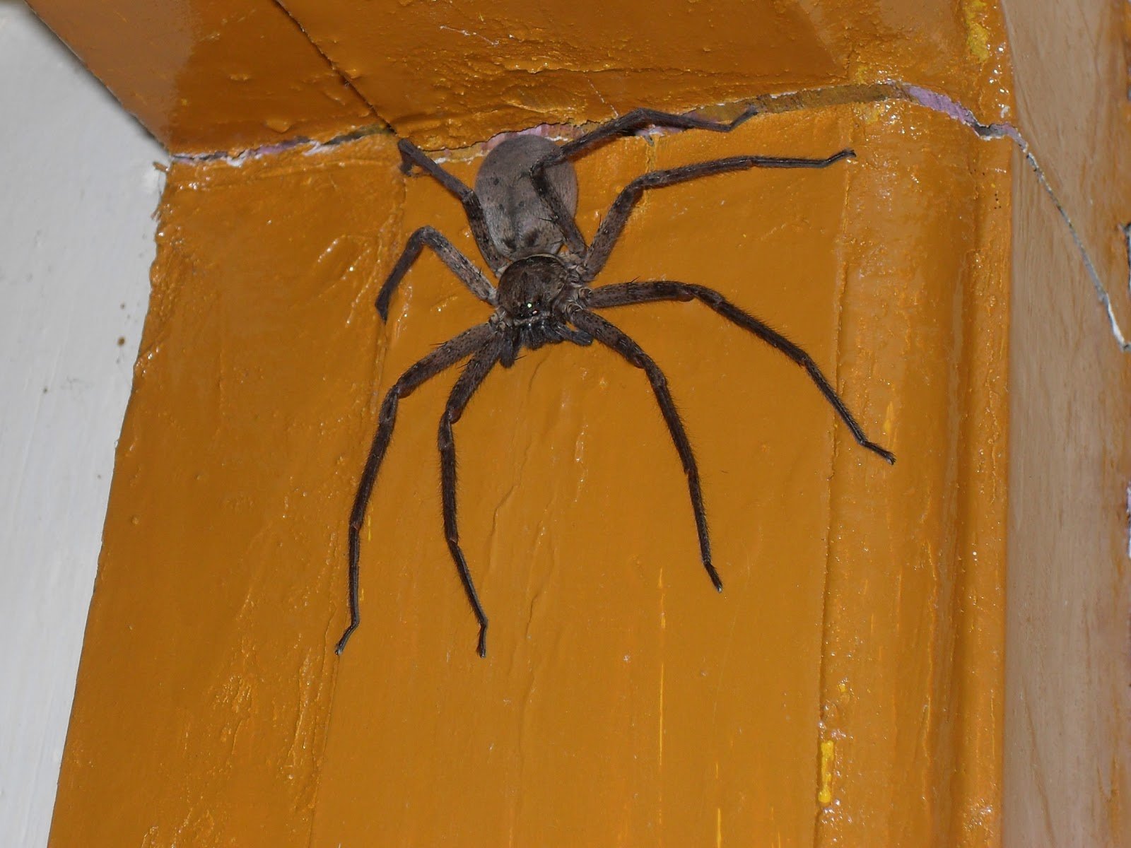 Большой домашний паук. Паук дома. Домашние пауки. Пауки в доме. Огромный домашний паук.