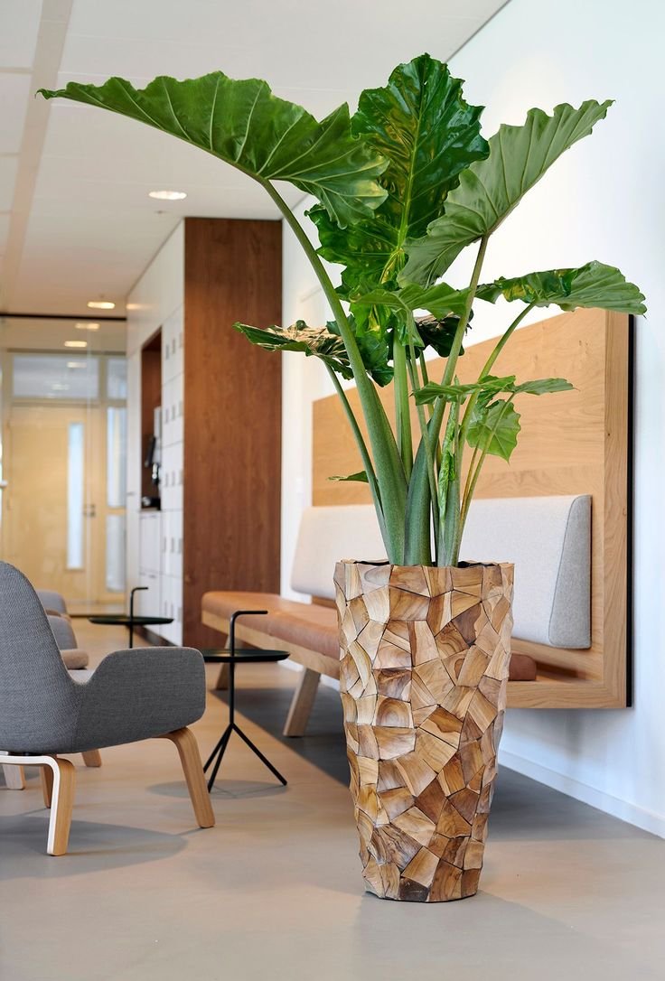 Эстетичная комната с растениями