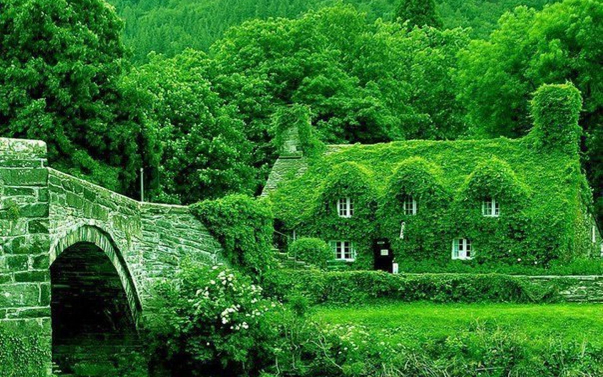 Красивые зеленые места. Увитые плющом дома в Англии. Дом плющ Уэльс. Мост увитый плющом Абхазии. Лесной дом (Уэльс, Великобритания).