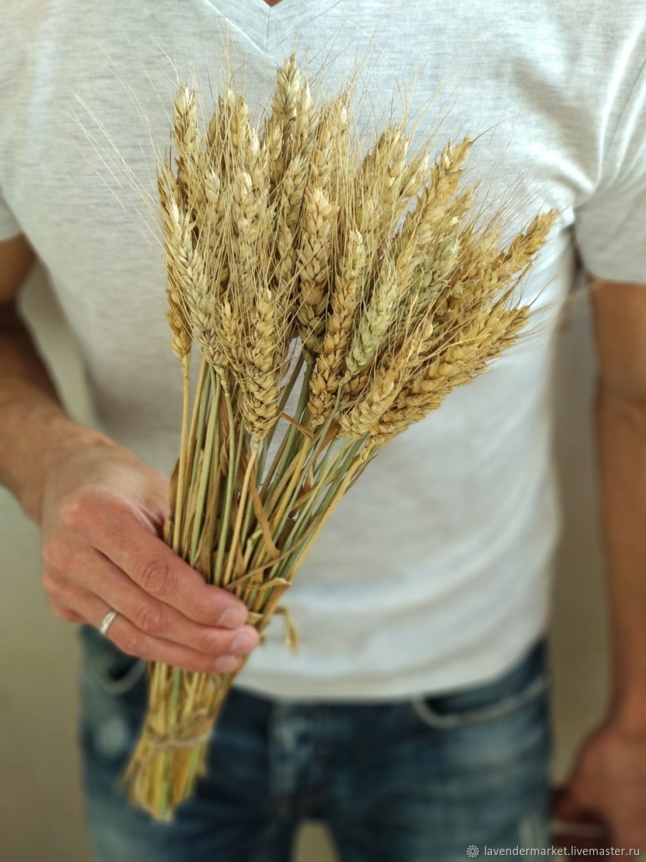 Пшеница декор