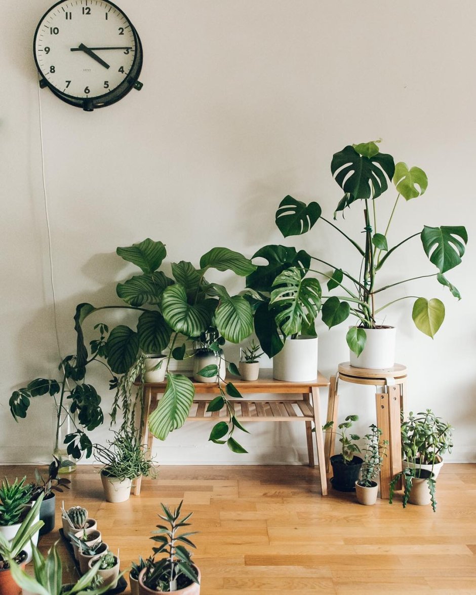 Декоративные растения для квартиры