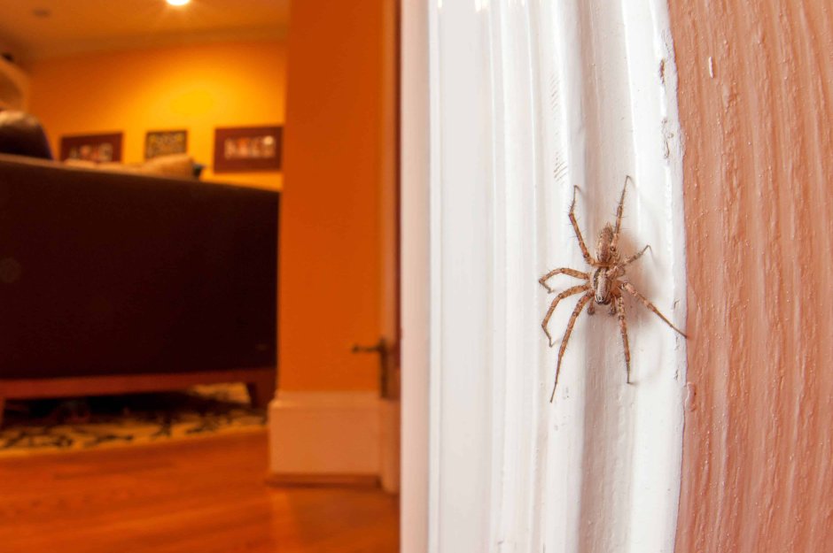 Страшные моменты с пауками