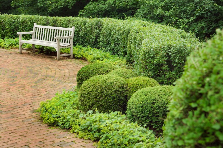 Кизильник (Cotoneaster)