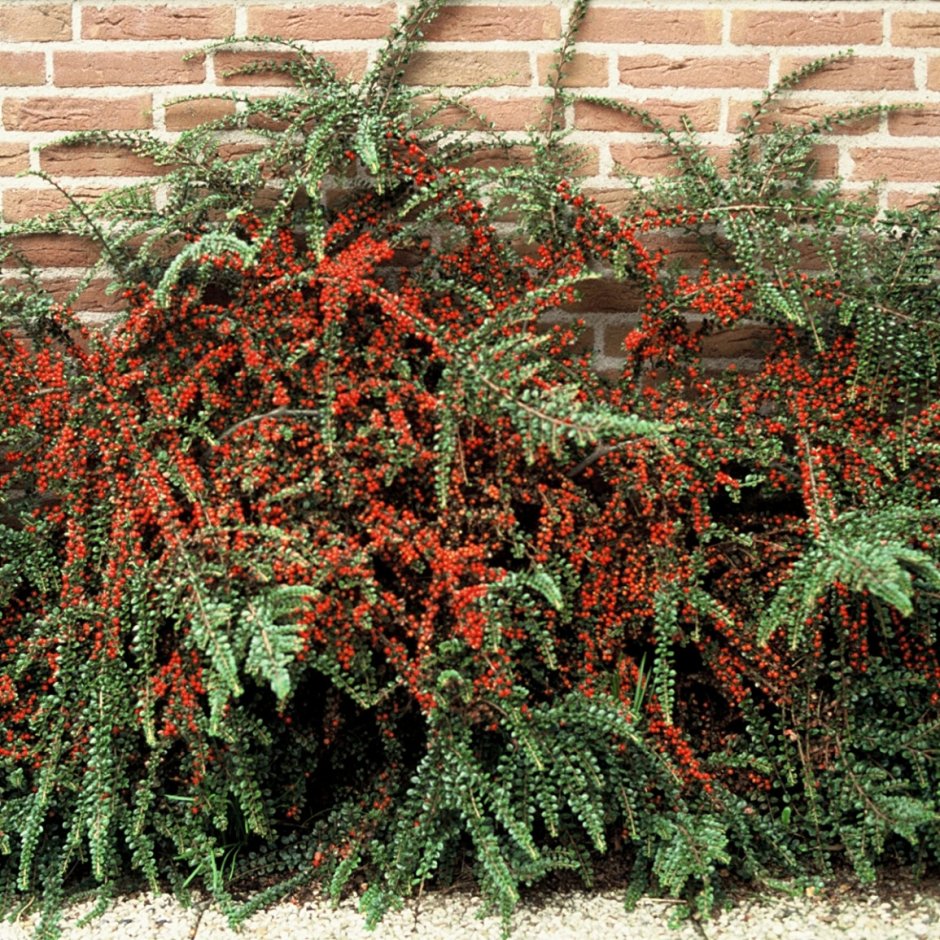 Кизильник Даммера Cotoneaster dammeri