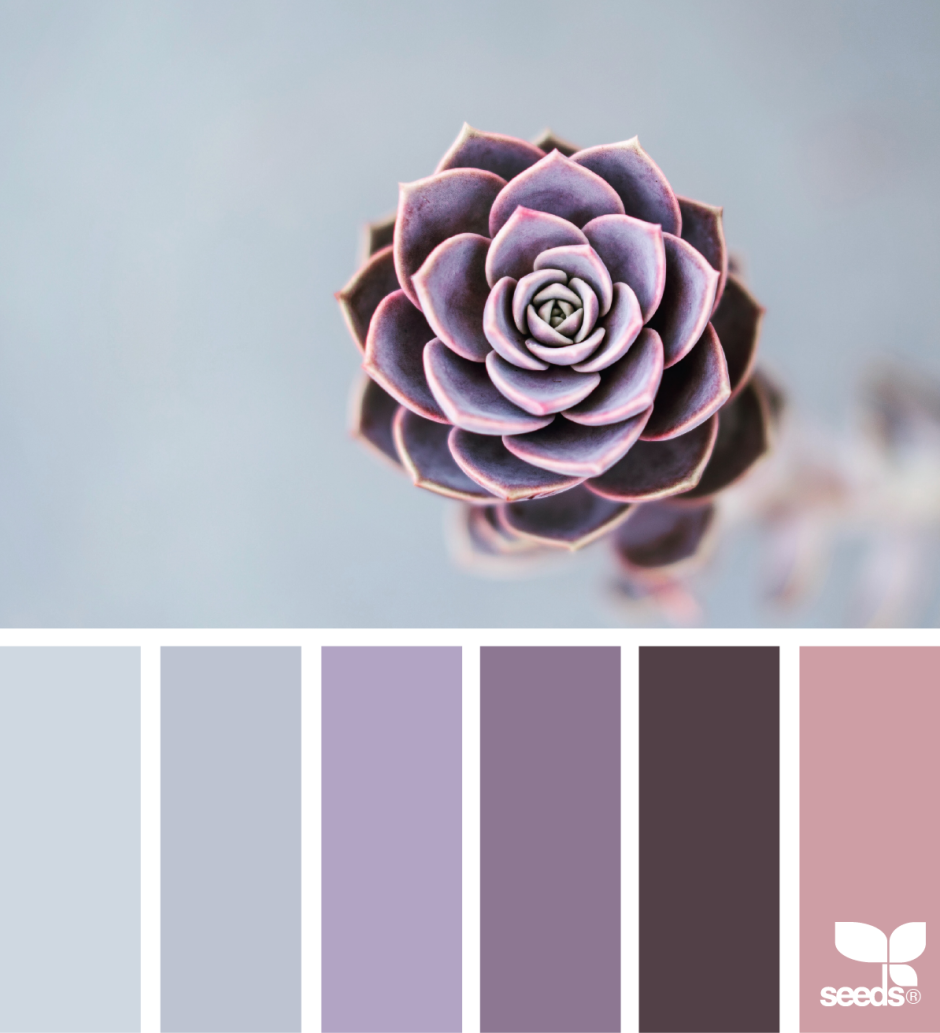 Пыльный фиолетовый цвет
