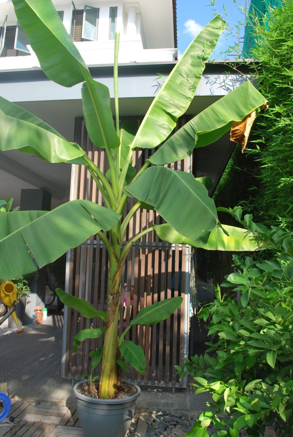 Растение с банановыми листьями