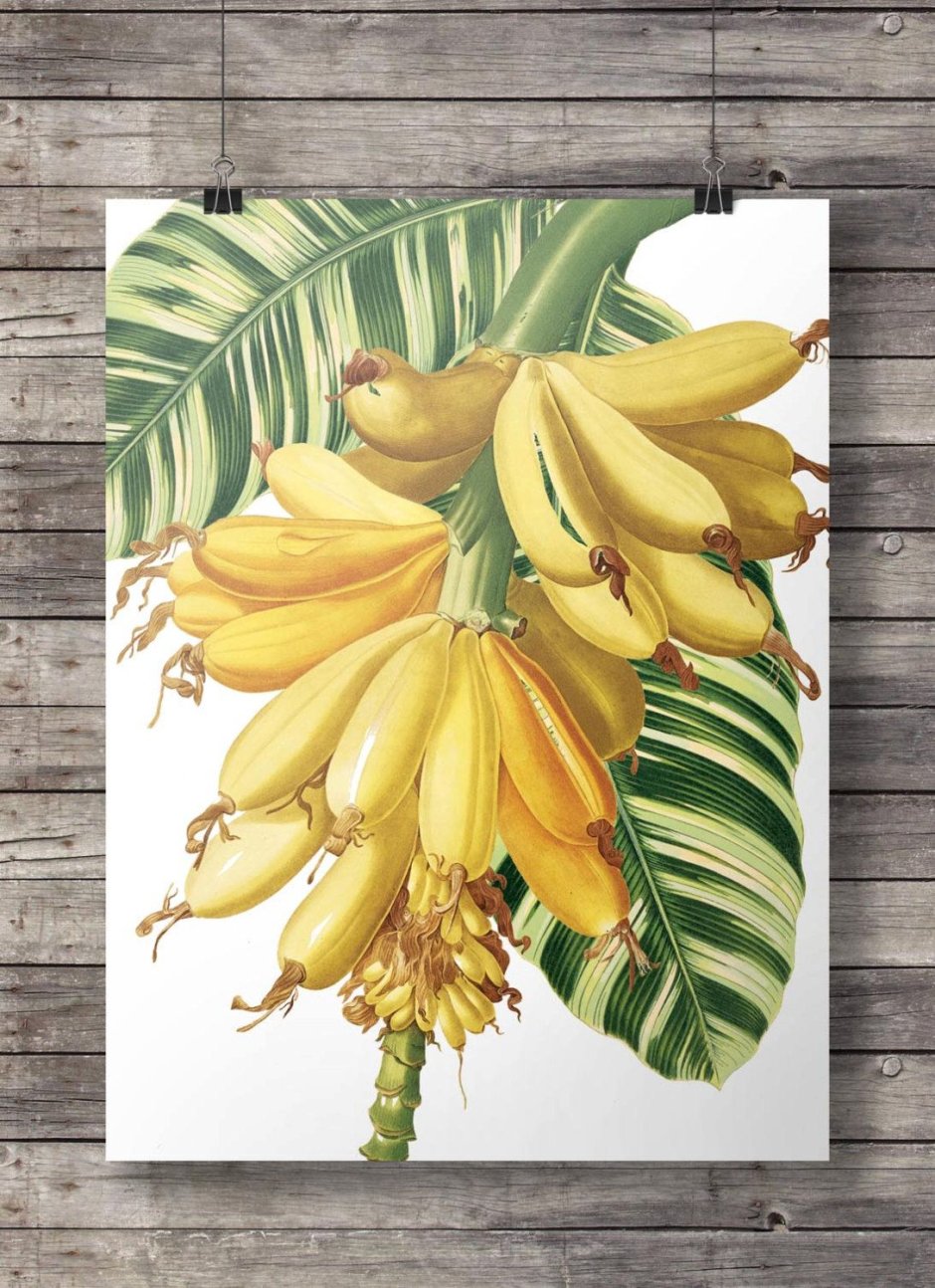 Банановая Пальма в горшке