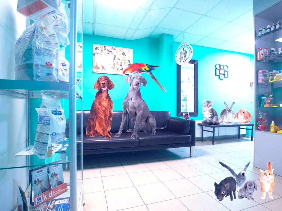 Veterinary Clinic Interior Design