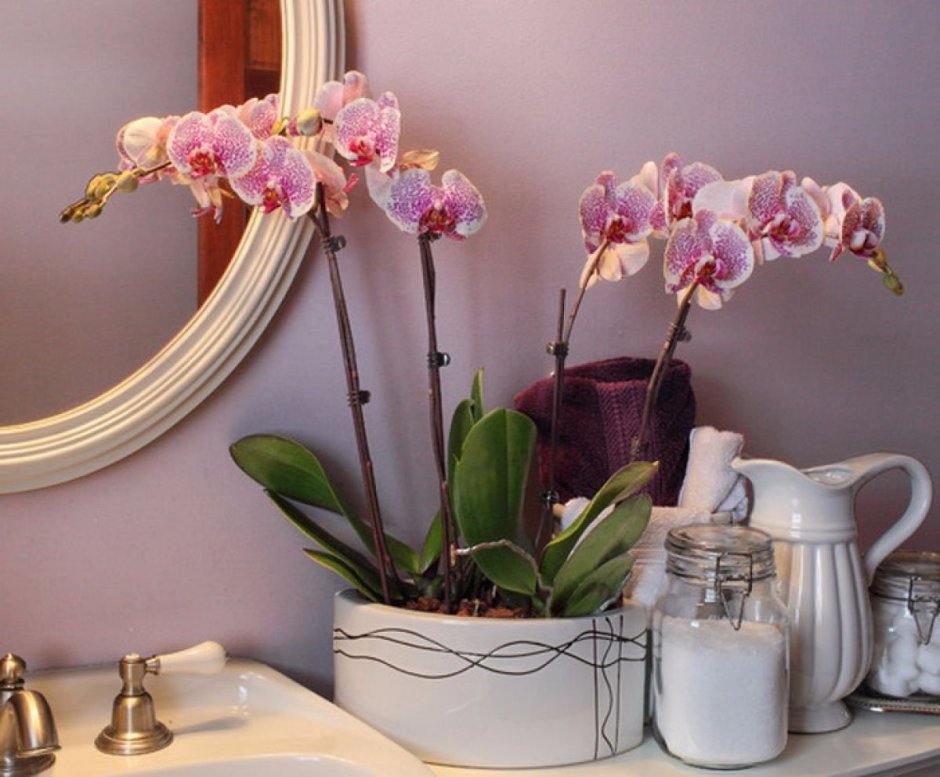 Орхидеи в ванной комнате