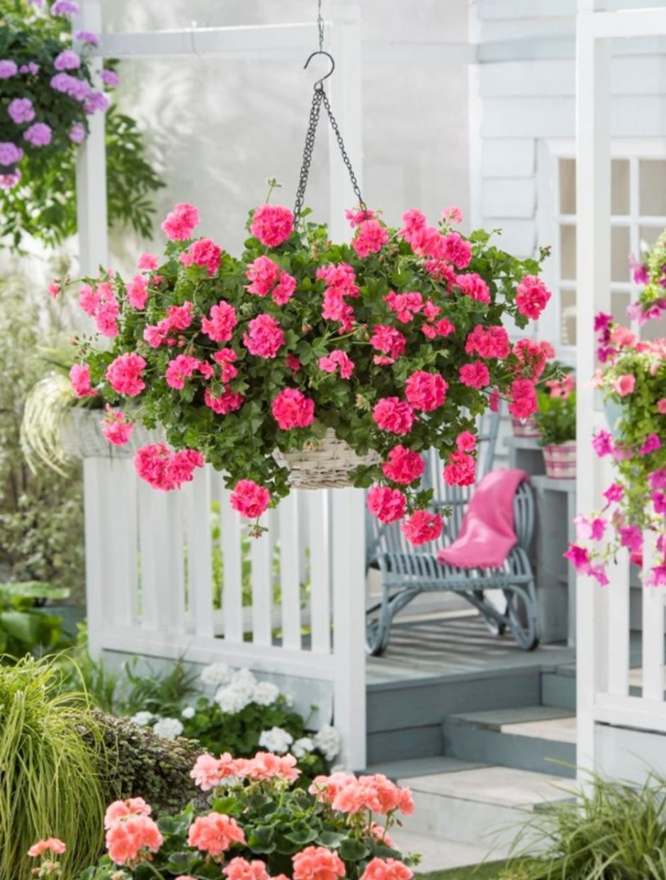 Пеларгония ампельная в кашпо