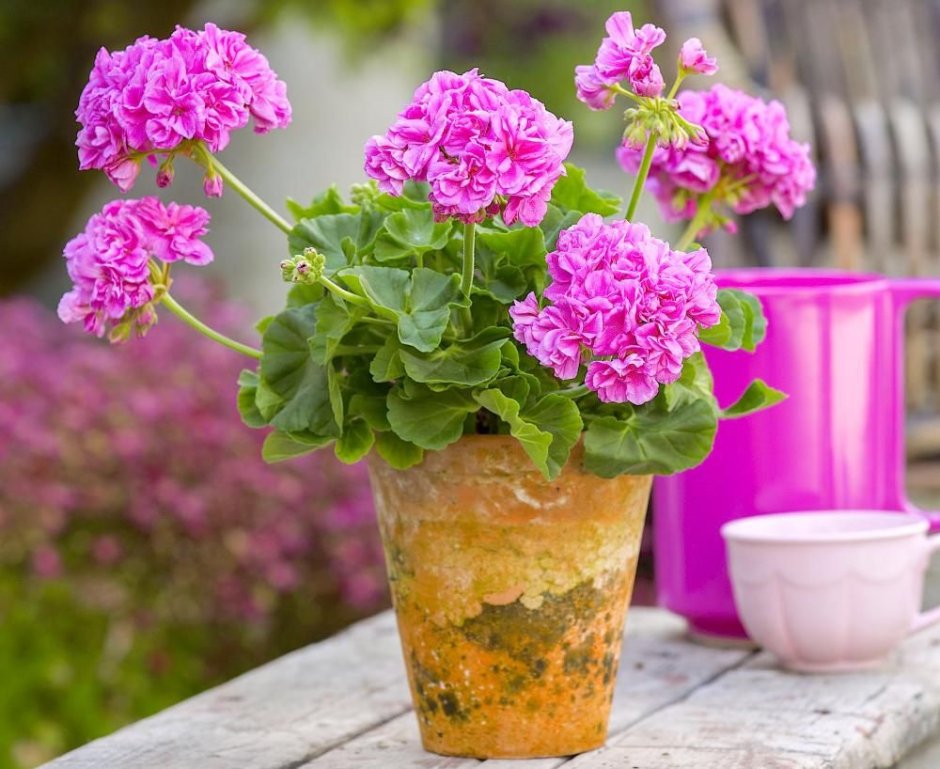 Пеларгония в больших горшках