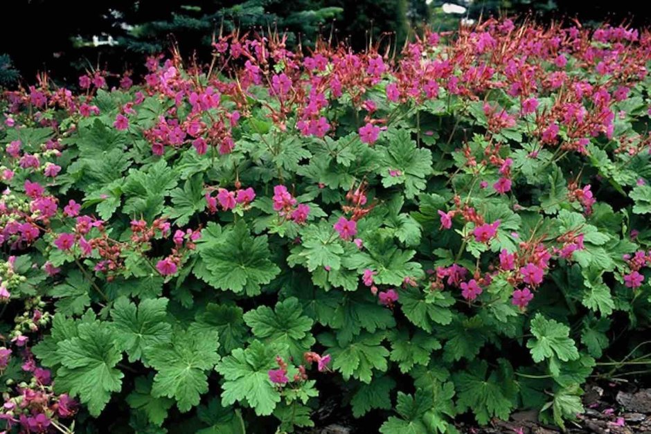 Герань крупнокорневищная Geranium macrorrhizum