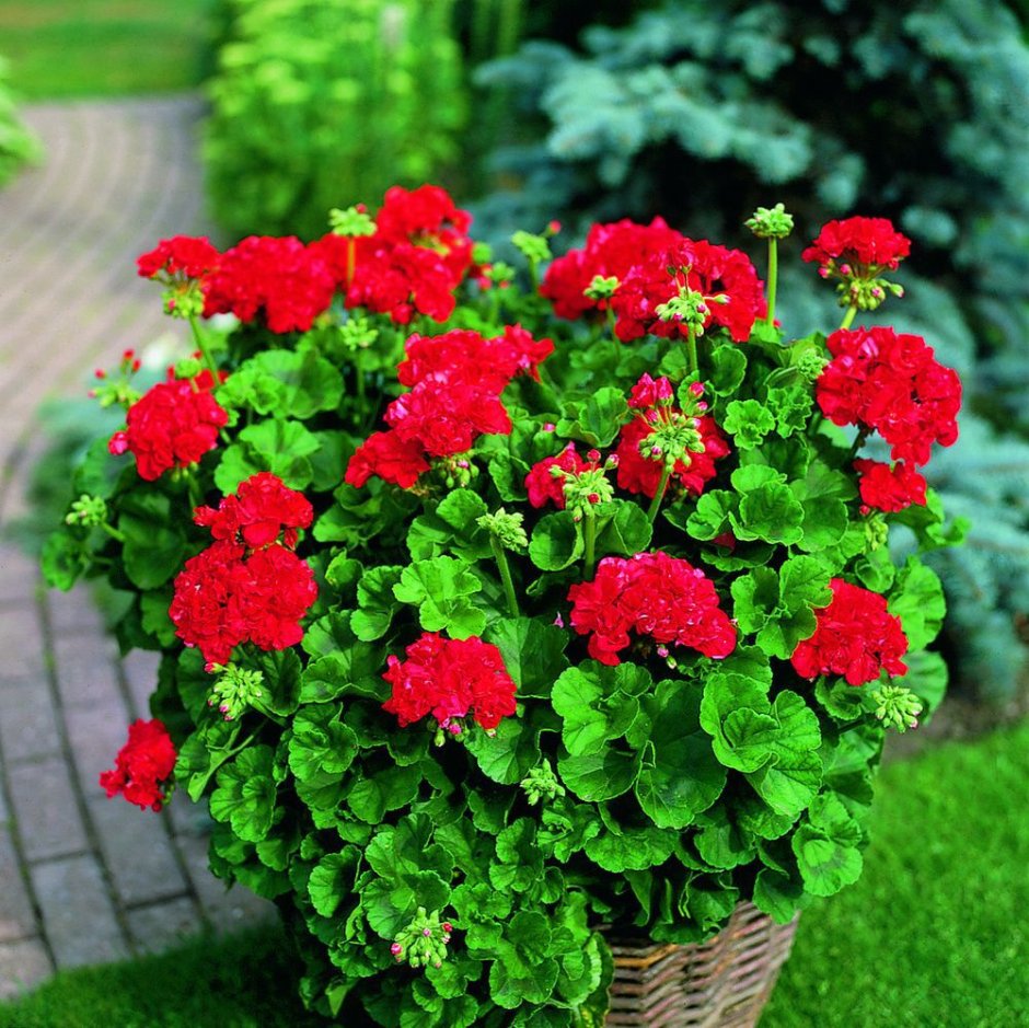 Пеларгония кремери