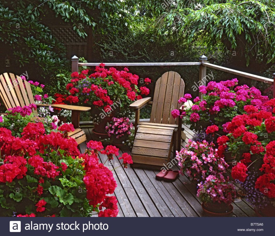 Пеларгония в цветнике