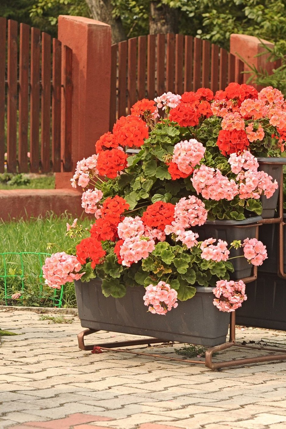 Пеларгония в ландшафтном дизайне websad