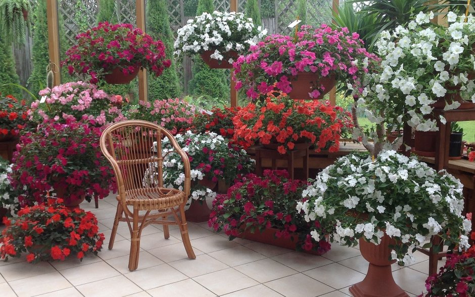 Герань и бальзамин