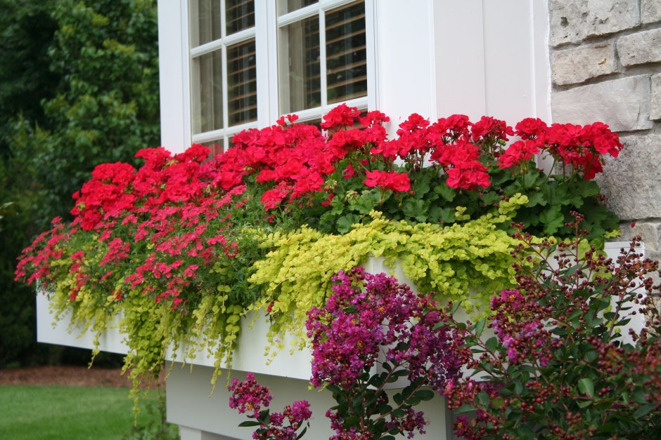 Герани вертикальное Озеленение