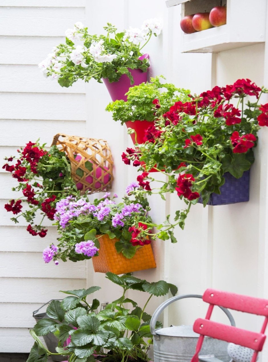 Композиции с геранью в кашпо