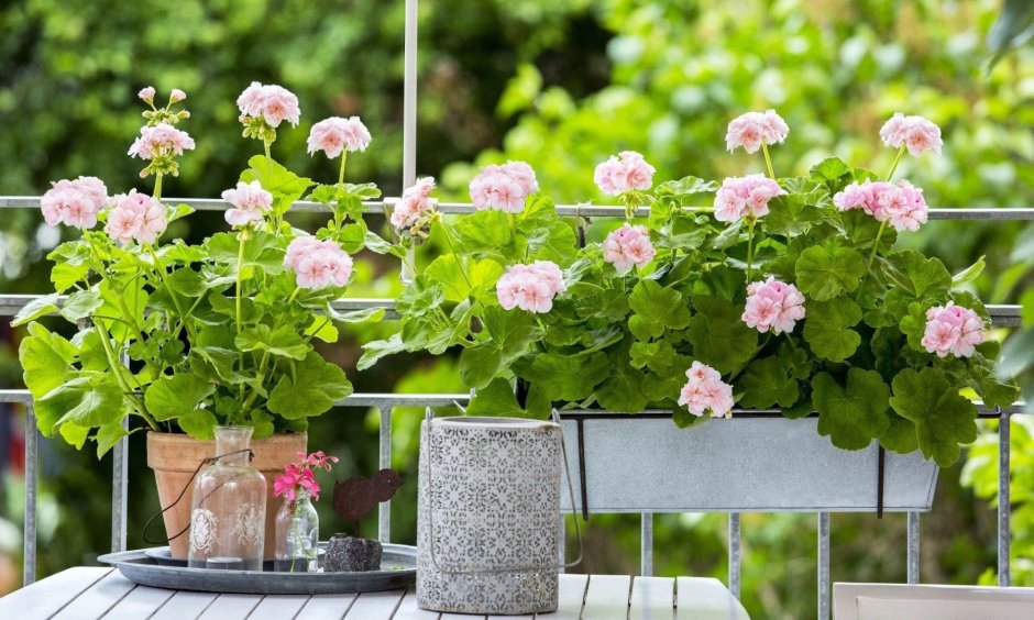 Пеларгония на балконе