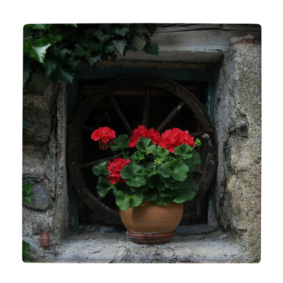 Старый горшок с геранью