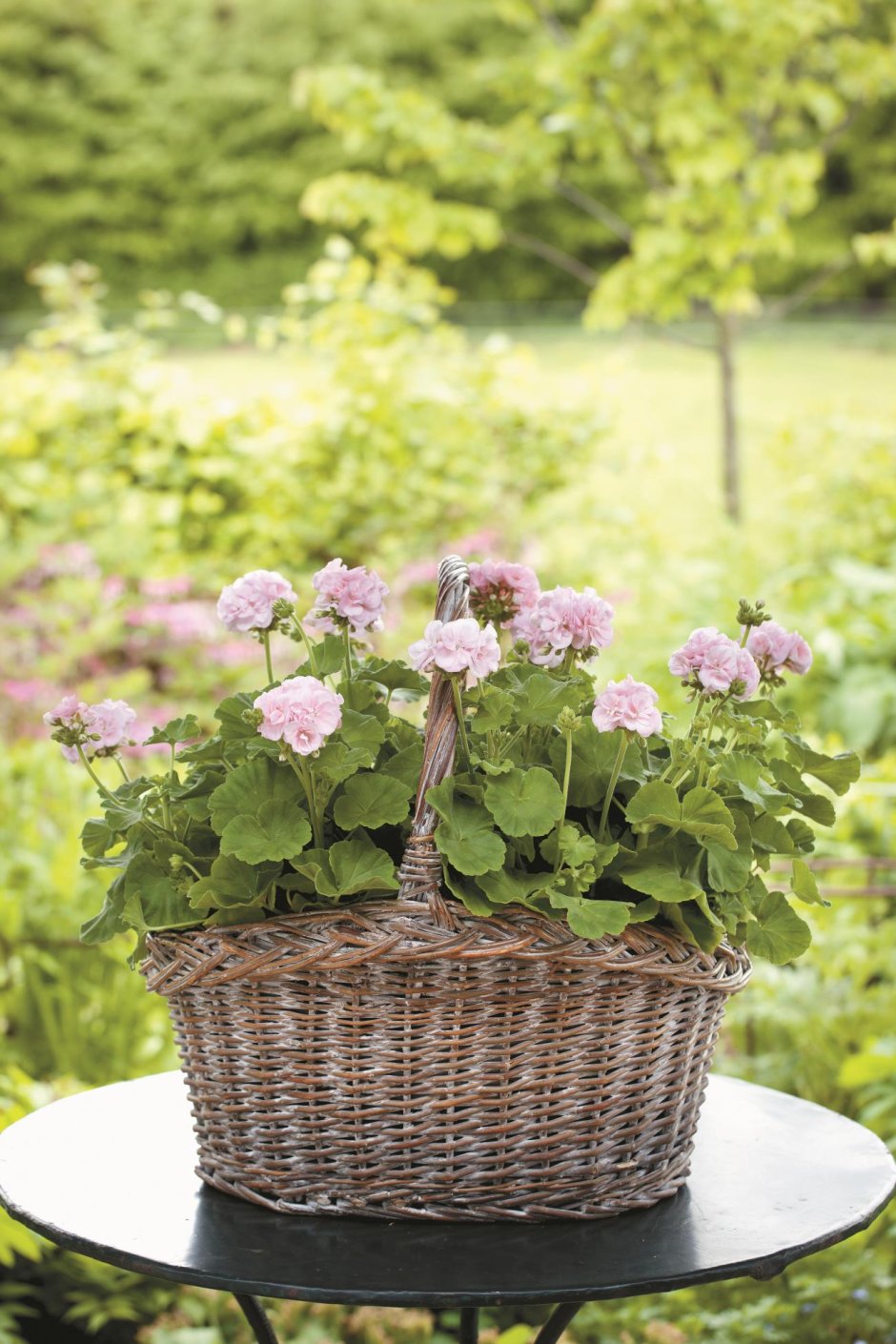 Пеларгония в горшке