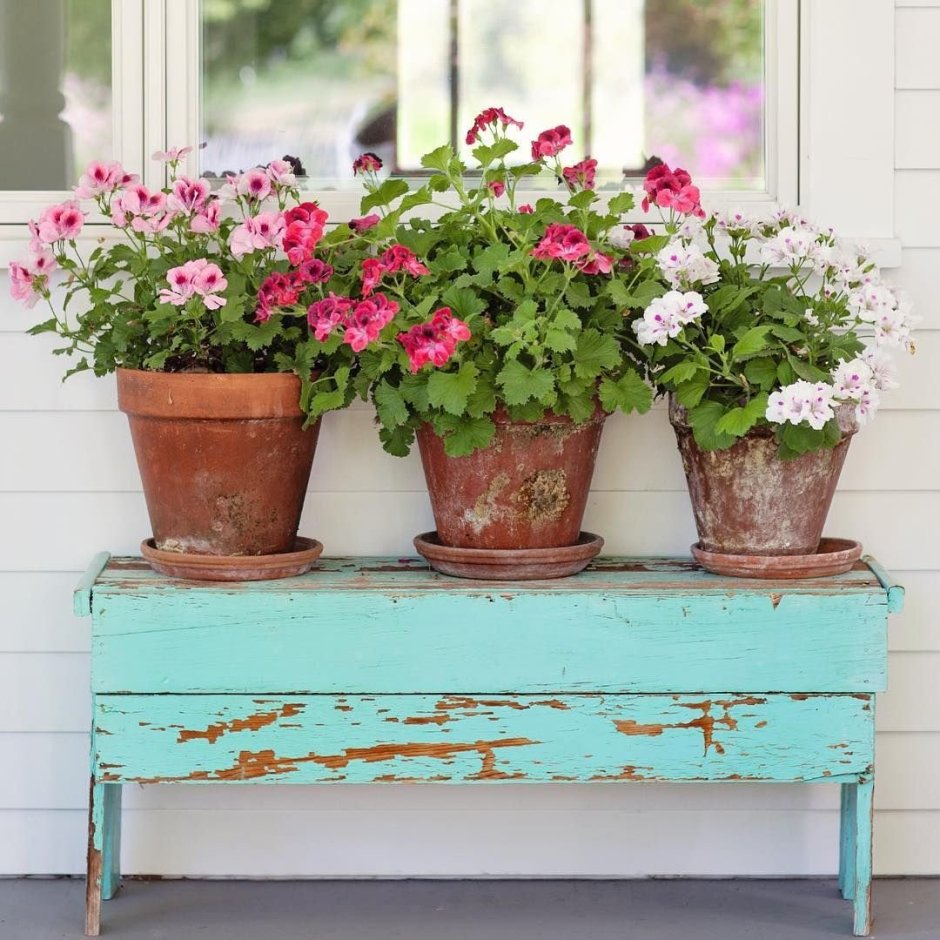 Герань в вазоне