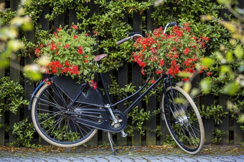 Герань в парке