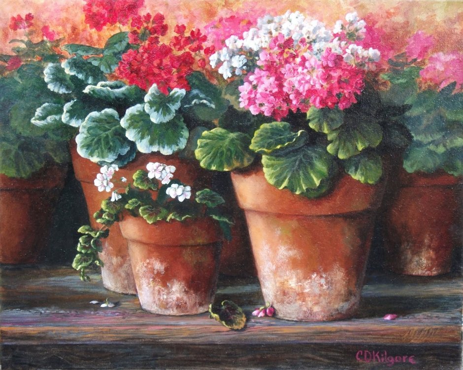 Фальк герань