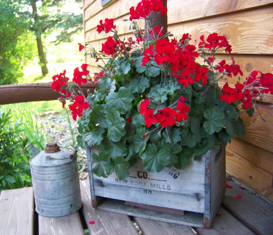 Плющелистная пеларгония на клумбе