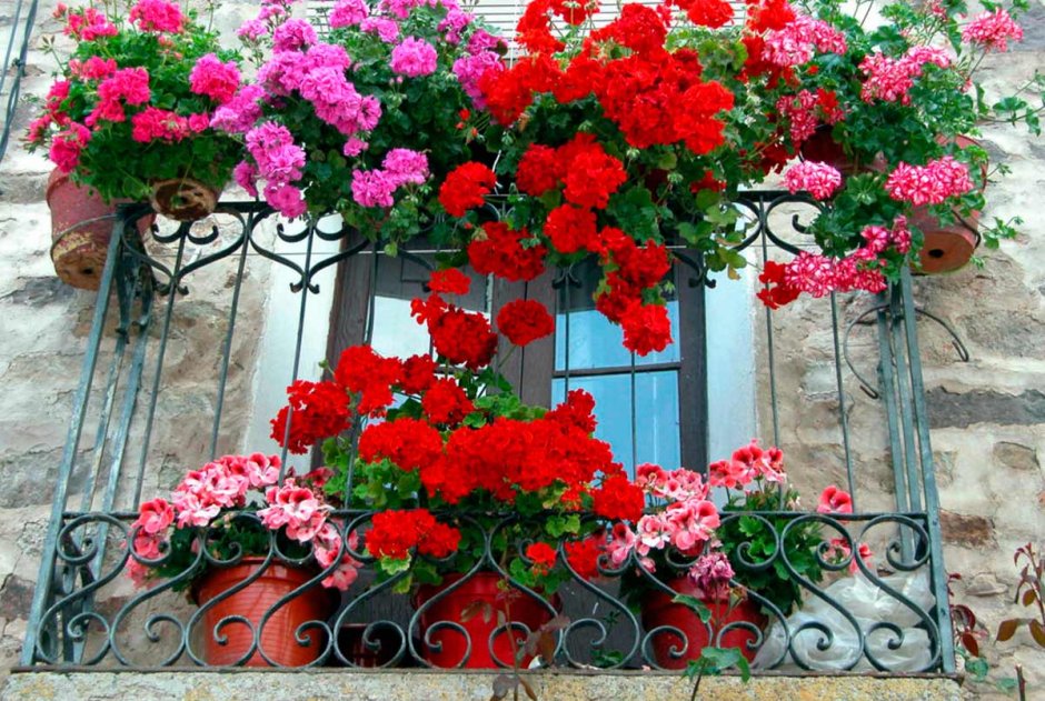 Пеларгония плющелистная на балконе