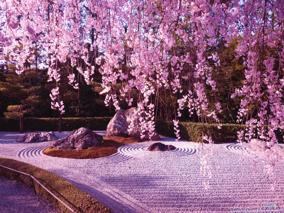 Сад камней с сакурой